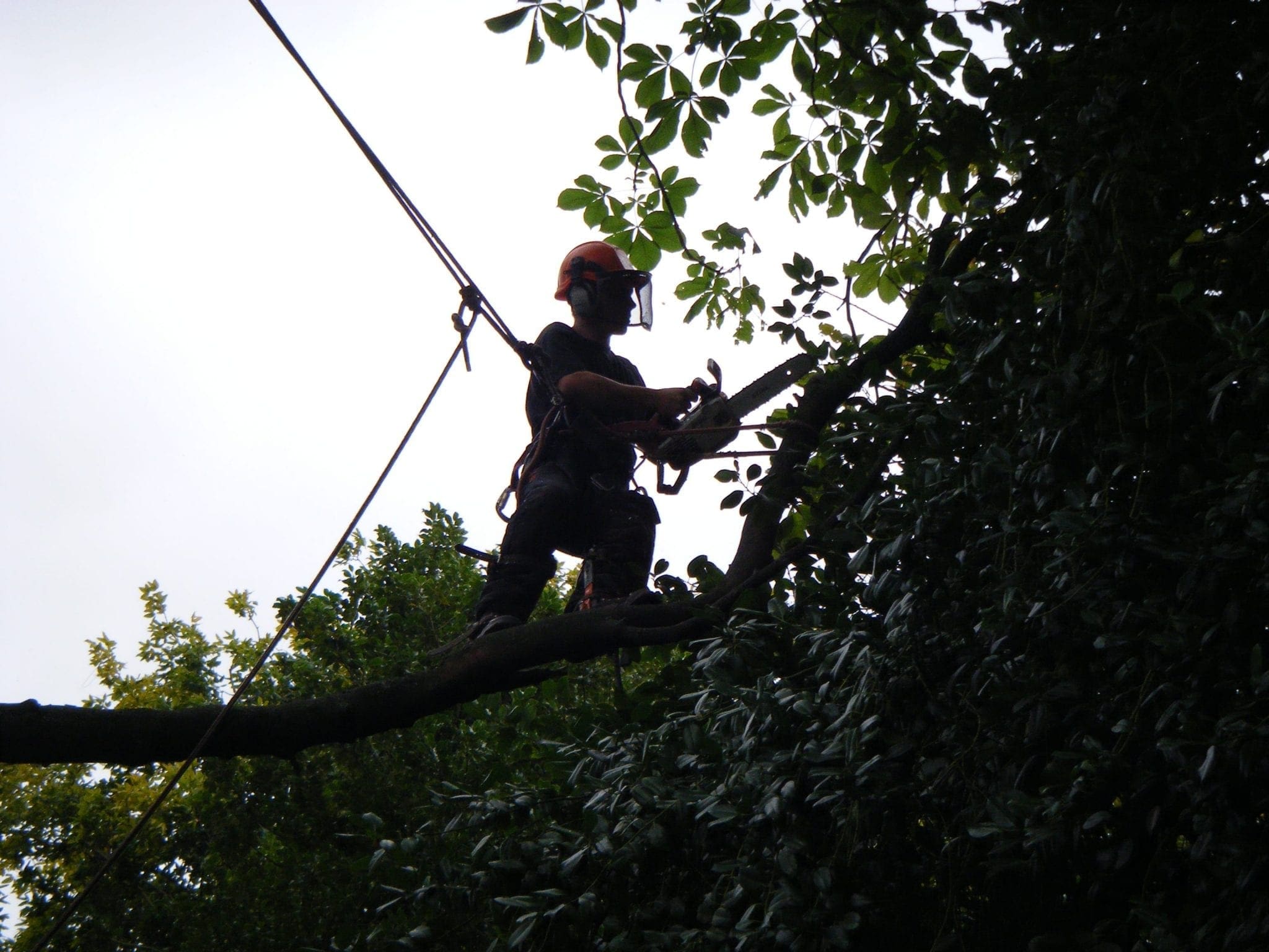Tree surgeon branch walking to cut the end off a branch in Skelmanthorpe, Huddersfield