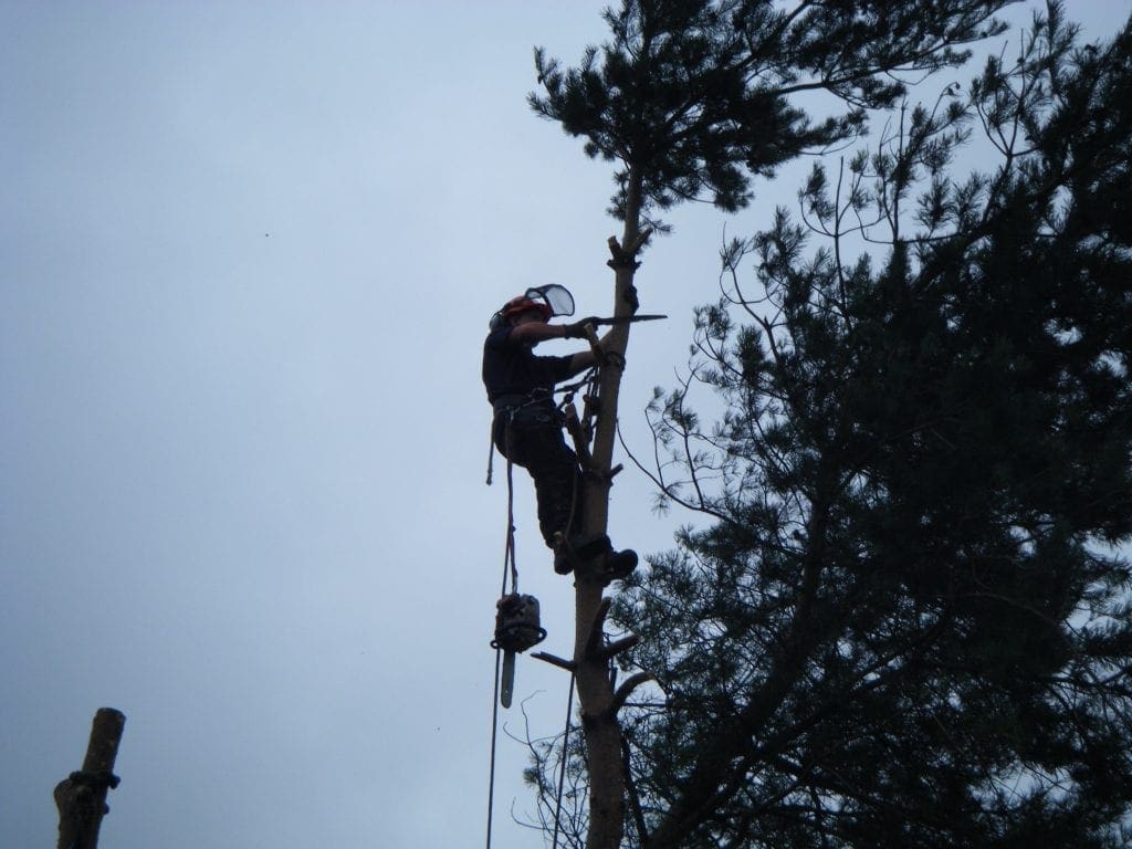 Tree surgeon Cutting the top off a tree Tree surgeon Cutting the top off a tree in Shelly, Huddersfield