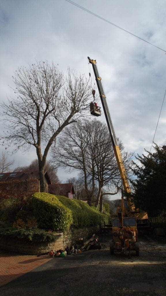 Tree removal using a crane con ducted by tree surgeons Tree removal using a crane conducted by tree surgeons