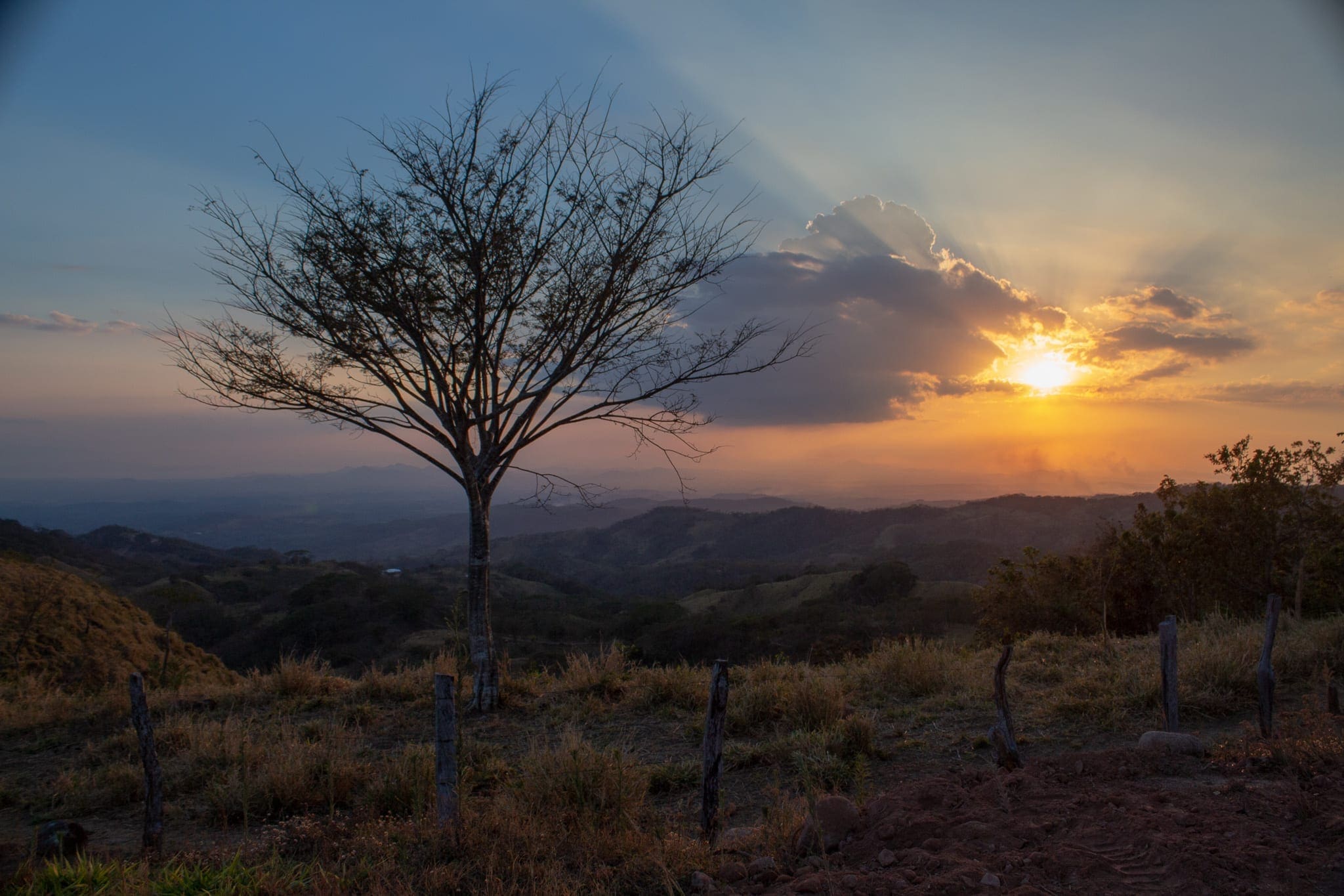 Beautiful tree at Sunset