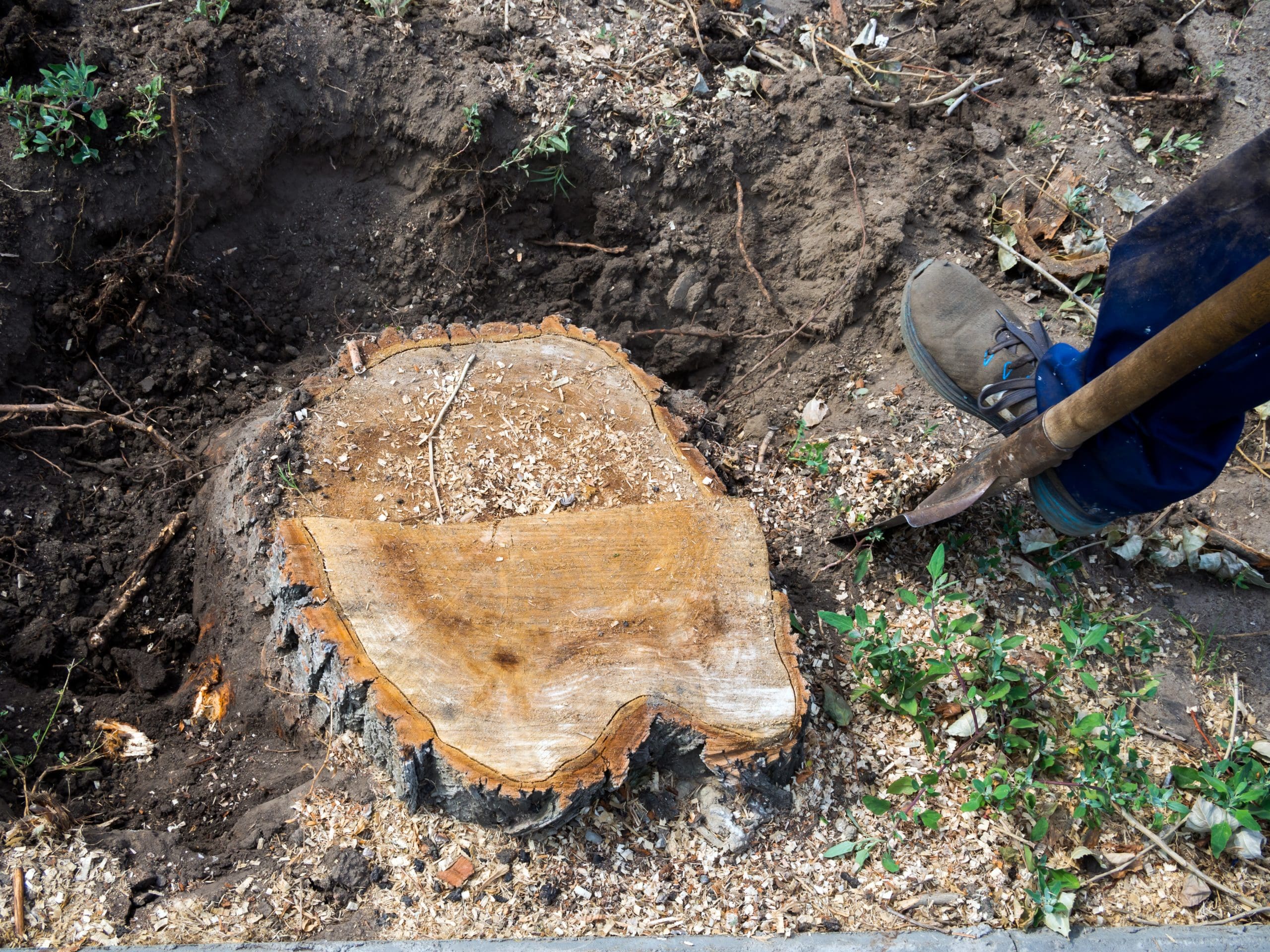 Photo of a tree stump removal company, D W Tree Services digging out a tree stump Photo of a tree stump removal company, D W Tree Services digging out a tree stump
