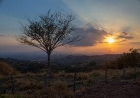 Beautiful tree at Sunset