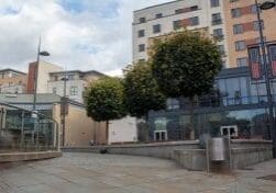 Urban trees that pet pruned regularly into a ball shape to suite their environment