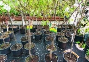 Trees ready to be planted